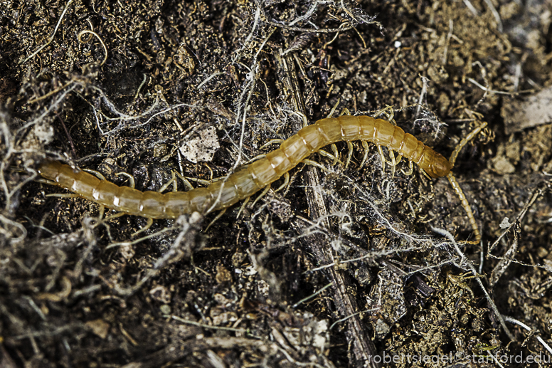 centipede